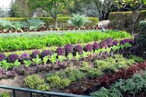 picture of a tiered kitchen garden